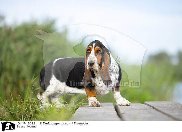 Basset Hound / Basset Hound / IF-16081