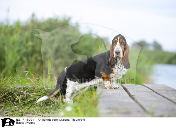 Basset Hound / Basset Hound / IF-16091