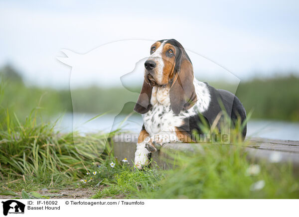 Basset Hound / Basset Hound / IF-16092
