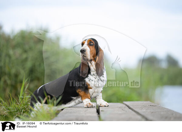 Basset Hound / Basset Hound / IF-16094
