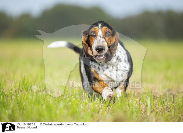 Basset Hound / Basset Hound / IF-16253