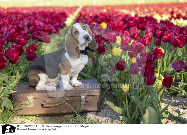 Basset Hound im Tulpennfeld / Basset Hound in a tulip field / JM-22851
