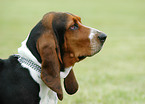 Basset Hound Portrait