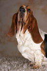 sitting Basset Hound