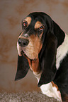 Basset Hound Portrait