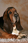 lying Basset Hound