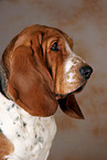 Basset Hound Portrait