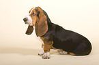 Basset Hound