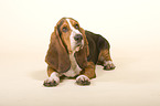 Basset Hound