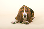 Basset Hound