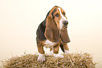 Basset Hound