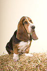 Basset Hound