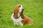 sitting Basset Hound