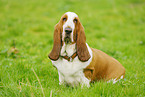 sitting Basset Hound