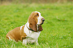 sitting Basset Hound