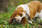 Basset Hound