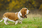 Basset Hound