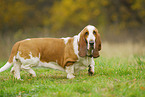 Basset Hound