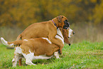 Basset Hound und Boxer