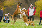 Basset Hound und Boxer