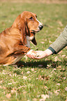 Basset Hound gives paws