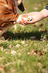 Basset Hound gives paws