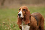 Basset Hound Portrait