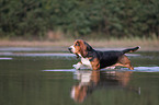 Basset Hound