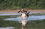 running Basset Hound