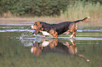 running Basset Hound