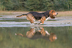 running Basset Hound