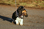 Basset Hound