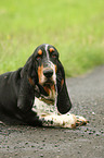 lying Basset Hound