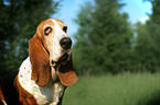 Basset Hound Portrait