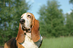 Basset Hound Portrait