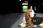 lying Basset Hound