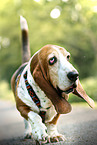 walking Basset Hound