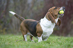 Basset Hound with toy