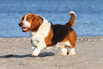 running Basset Hound