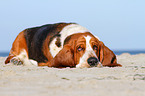 lying Basset Hound