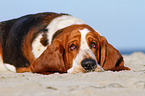 lying Basset Hound