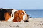 lying Basset Hound