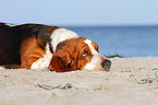 lying Basset Hound