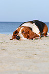 lying Basset Hound