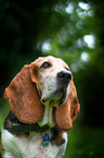 Basset Hound Portrait