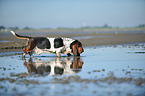 walking Basset Hound