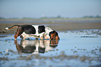 Basset Hound