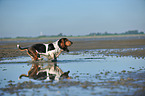 running Basset Hound