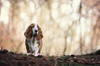 Basset Hound