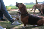 Basset Hound gives paws